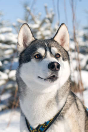 Closeup portrait of husky outdoor in winterの写真素材