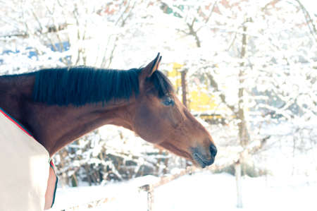 Horse portrait bay color in winter outdoor snow weatherの写真素材