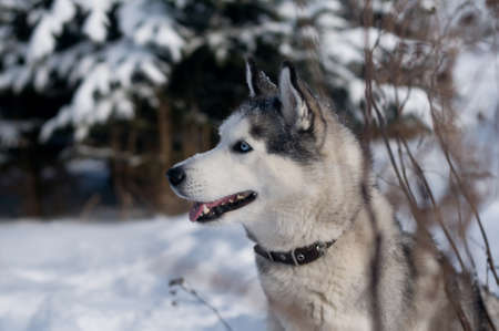 Siberian husky winter portrait in snowy forest with fir tree looking aside