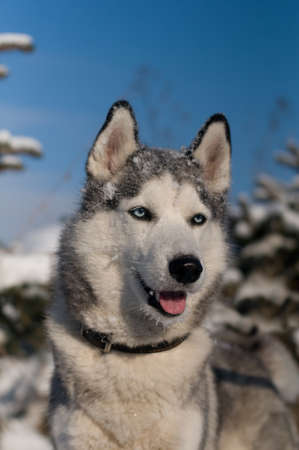 Siberian husky winter portrait in snowy forest with fir treeの写真素材