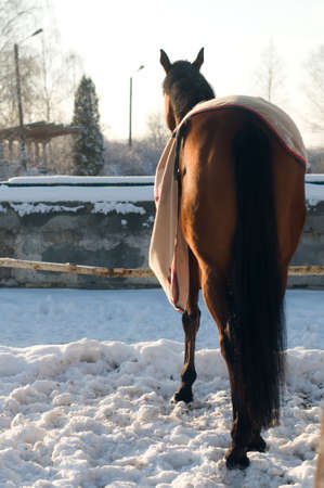 Horse bay color portrait outdoor trying to take off fleece blanket, rear view.の写真素材