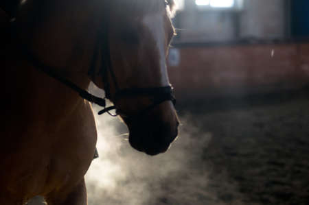 Horse portrait exhale in manege with backlight and no peopleの写真素材