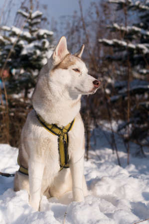 Siberian husky winter portrait in snowy forest with fir treeの写真素材