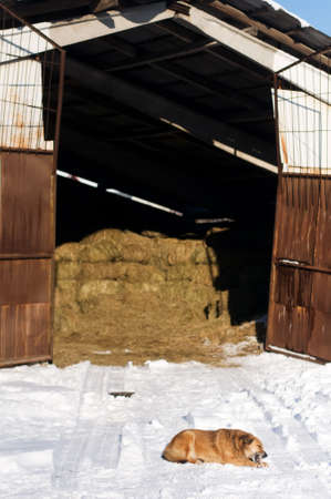 Hay in big hangar at winter and mixed breed red dog lying in front of gate