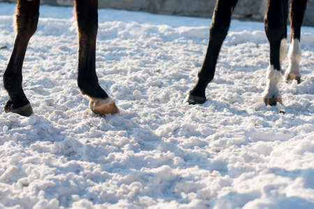 Four hoofs on white snow, horses with white socks,の写真素材