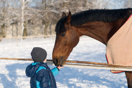Child boy and horse bay color outdoor in winter communicating like friendsの写真素材