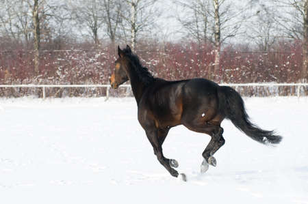 Horse bay color running on white snowy fiel with gallopの写真素材