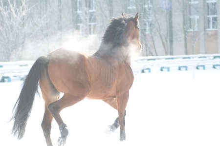 Horse bay color portrait in winter running outdoorの写真素材