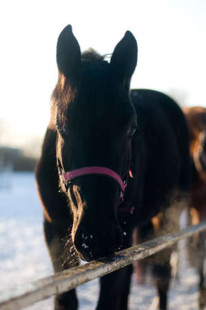 Horse portrait in winter looking at camera with interestの写真素材