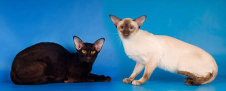 Two purebred cats siam and oriental breed studio shot sits on blue background and looking at cameraの写真素材