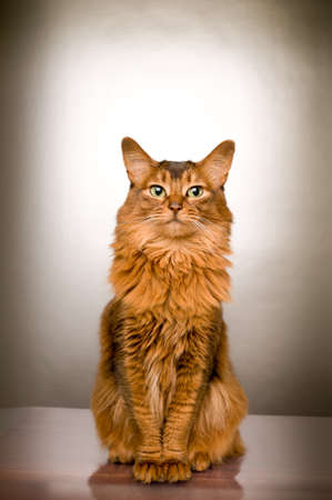 Elegant somali cat studio snapshot portrait looking at camera sitting on silver backgroundの写真素材