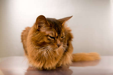 Cute somali cat studio thinking portrait on silver backgroundの写真素材