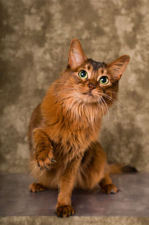 Cute somali cat studio snapshot asking with paw and looking at camera greetingの写真素材