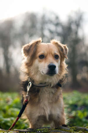 Cute little mixed breed dog portrait in parkの写真素材