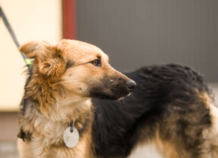 Mixed breed dog portrait outdoorの写真素材