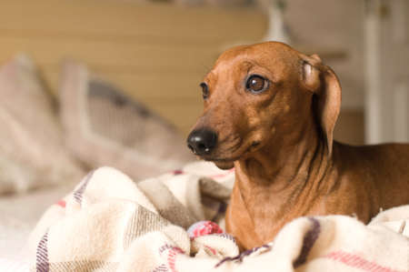 Dachshund portrait lying on white bedの写真素材