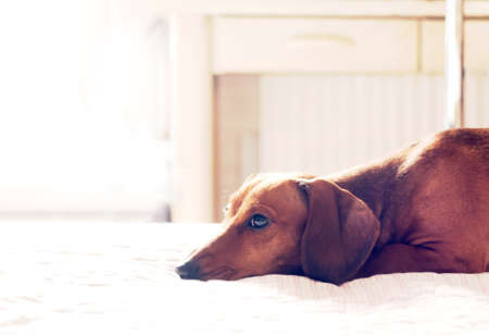Dachshund portrait lying on white bed with sad face expressionの写真素材