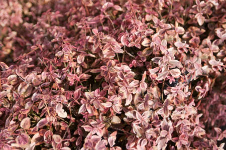 Natural green background outdoor closeup many small leavesの写真素材