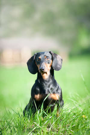 Dachshund dog portrait outdoor in green grass looking at cameraの写真素材