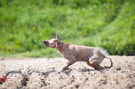Pitbull terrier beige color overflowing after swimming in lake