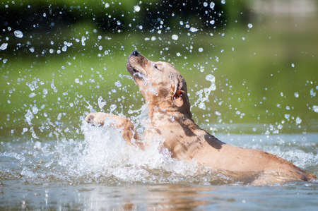 Beige pitbull terrier running out from water with splashの写真素材