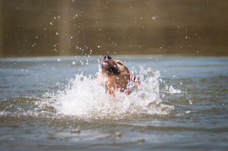 Beige pitbull terrier running out from water with splashの写真素材