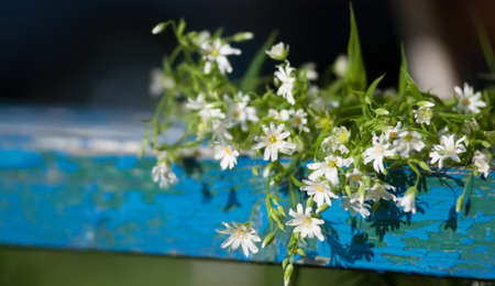Many small wildflowers on blue benchの写真素材