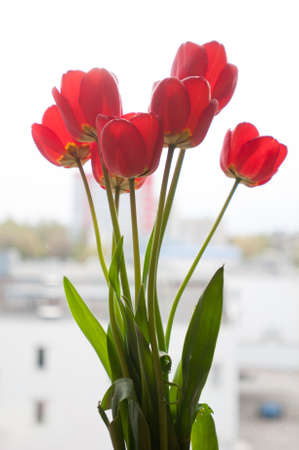 Seven red tulips on window sill sunny spring dayの写真素材
