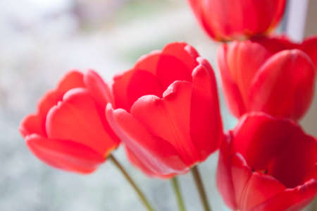 Seven red tulips on window sill sunny spring dayの写真素材