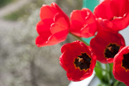 Seven red tulips on window sill sunny spring dayの写真素材
