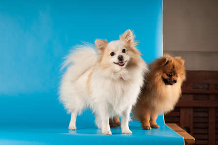 Two spitz white and red posing during studio shooting on the table with blue background, one looking at cameraの写真素材
