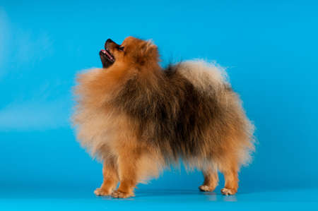Pomeranian spitz portrait at studio on blue backgroundの写真素材
