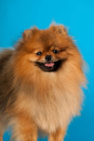 Pomeranian spitz portrait at studio on blue backgroundの写真素材