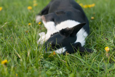 Cute dog having fun in grass lying aroound and smilingの写真素材