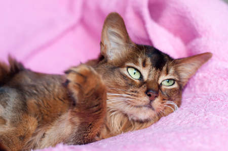 Somali cat ruddy color portrait lying on sofa with pink plaid coverの写真素材