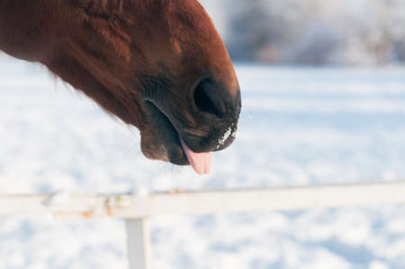 Funny closeup portrait of horse head and nose bay color