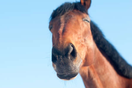 Funny closeup portrait of horse head and nose bay colorの写真素材