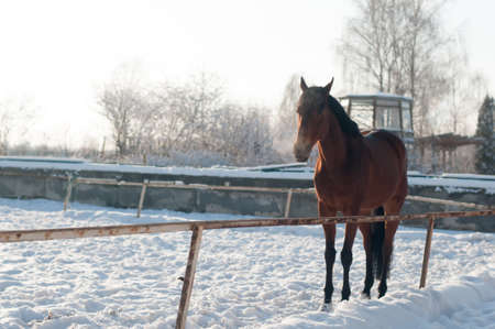 Horse portrait outdoor at winter full bodyの写真素材