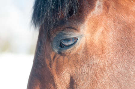 Funny closeup portrait of horse head and nose bay colorの写真素材