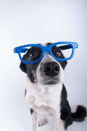 Closeup portrait of dog in blue funny glassesの写真素材