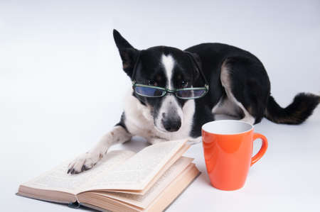 Mixed breed dog reading a book and drinking coffee from orange cup in blue glasses on white backgroundの写真素材
