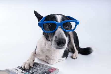 Lying portrait of dog in blue funny glasses with calculatorの写真素材