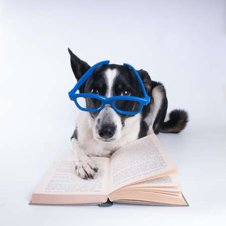 Mixed breed dog reading a book in blue glasses on white backgroundの写真素材