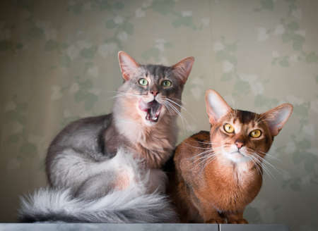 Two cats somali and abyssinian portrait. One licks itself, both looking at cameraの写真素材