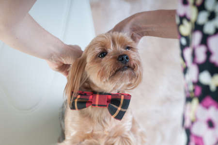 Putting on tie bow on yorkshire terrierの写真素材