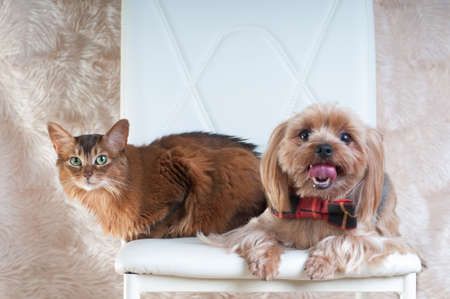 yorkshire terrier and somali cat sitting on white chair at studioの写真素材