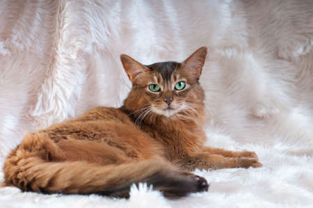 Somali cat ruddy color portrait at sudioの写真素材