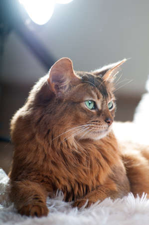 Somali cat ruddy color portrait at sudioの写真素材