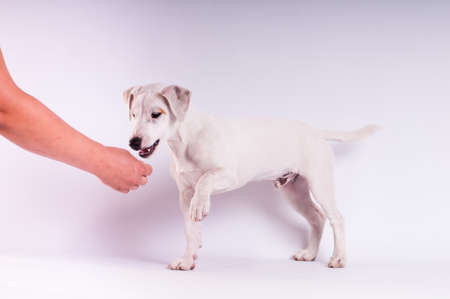 Jack Russell Terrier at studio on white