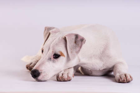 Jack Russell Terrier at studio on whiteの写真素材